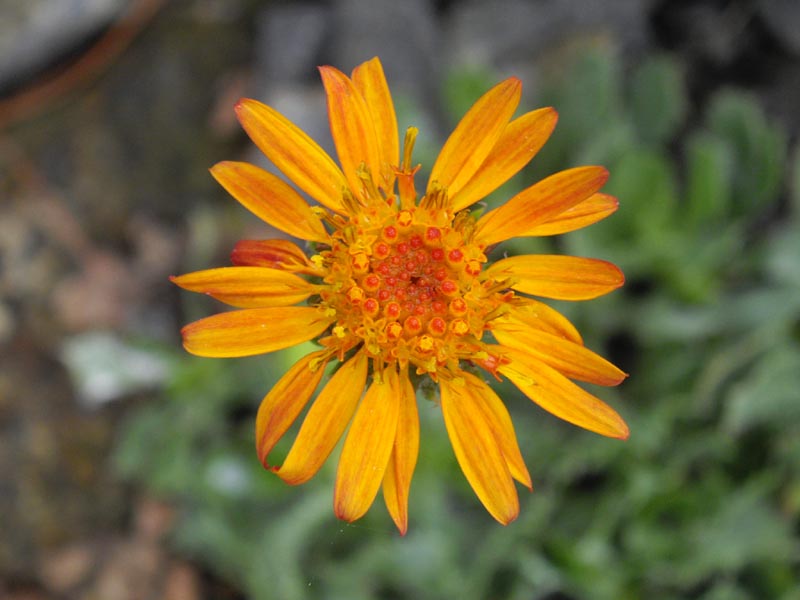 Haplopappus macrocephalus photo